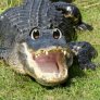 Croco-desu