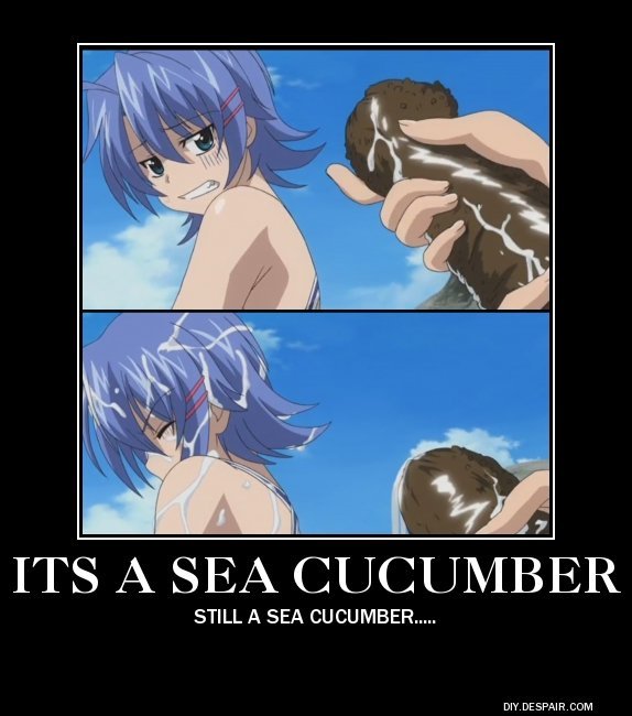 Sea Cucumbers.......
