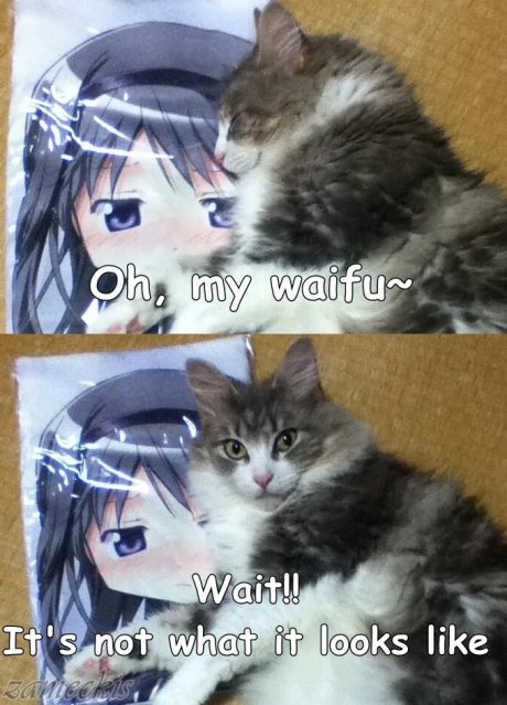 otaku cat