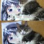 otaku cat