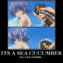Sea Cucumbers.......