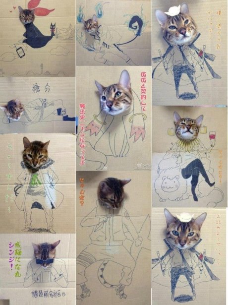 Cat