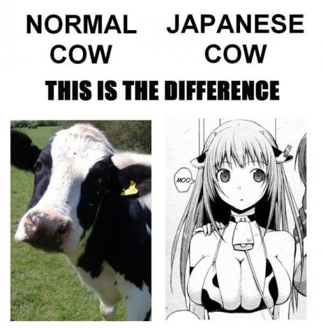 cow