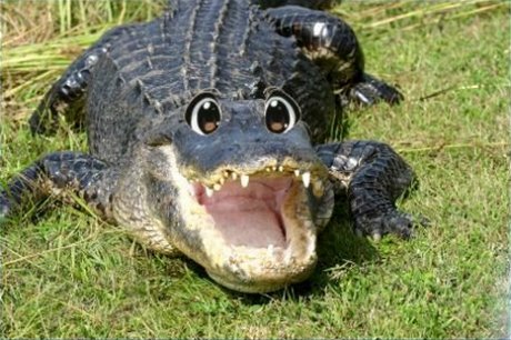 Croco-desu