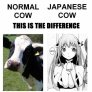 cow