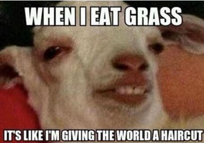 My goat just told me this