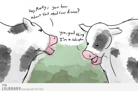 Stoner Cows