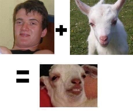 Stoned goat