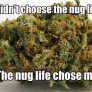 The nug life