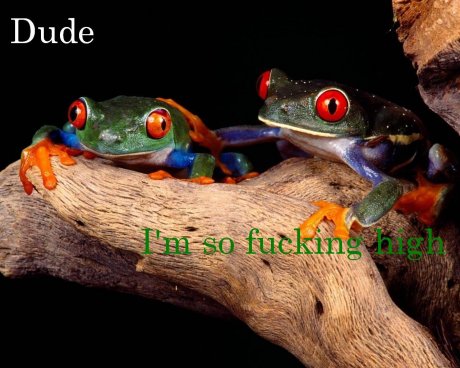 Dude