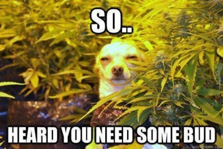Stoner dog