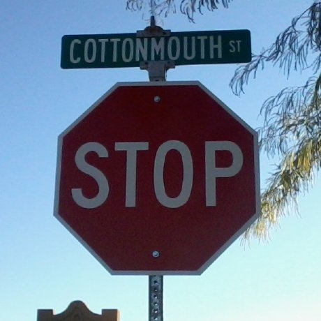 Cotton Mouth