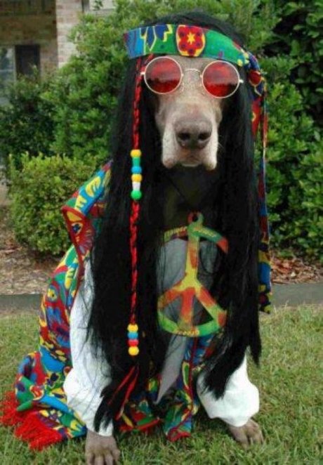 Bark maaaaaan