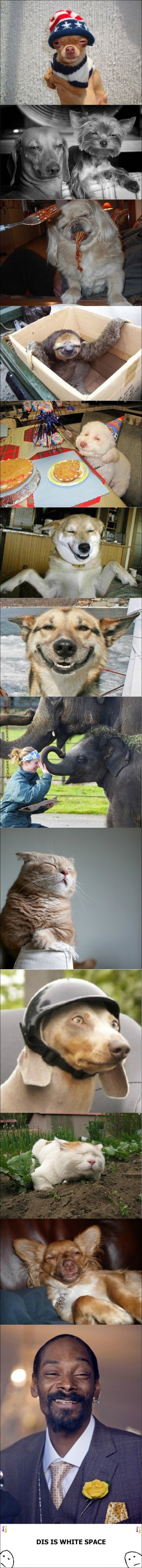Stoned animals
