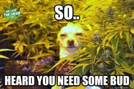 Soo, i heard you need some bud