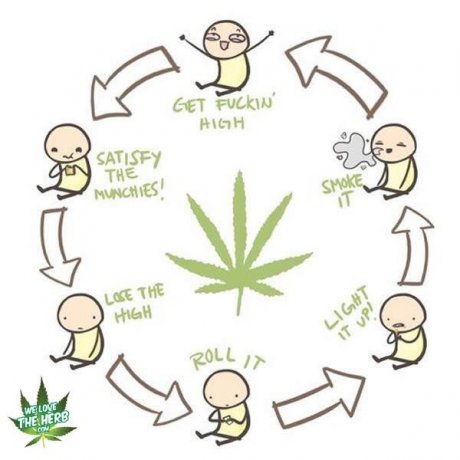 Life cycle