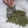 Weed kitty