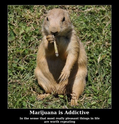 Marijuana is Addictive