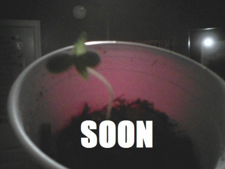 My sprout.