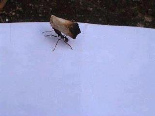 An Ant Carrying A "Roach"