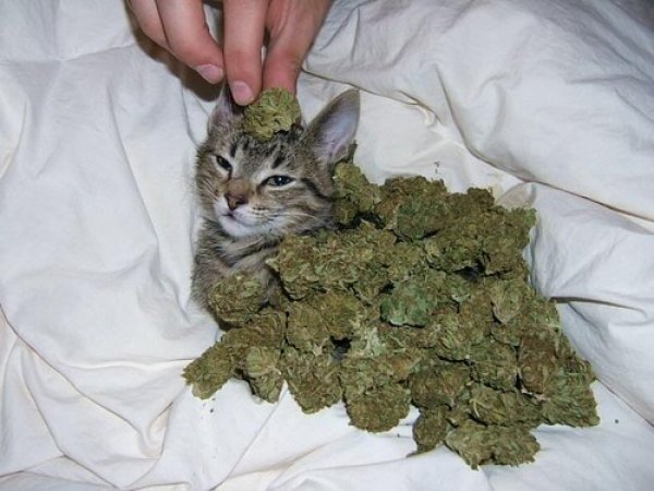 Weed kitty