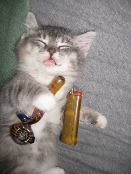Kitty... pass it....