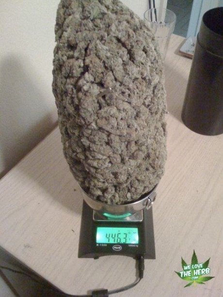 Got bud?