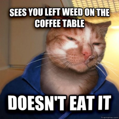 cool cat craig