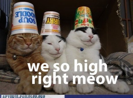 cats