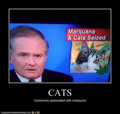 cats