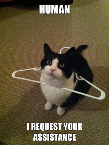 haz the human