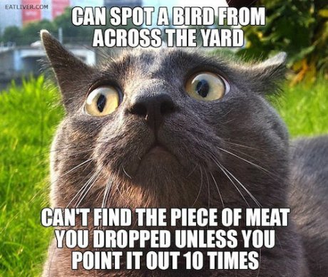 Confused owner