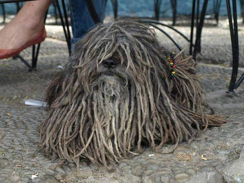 This mop barks me!
