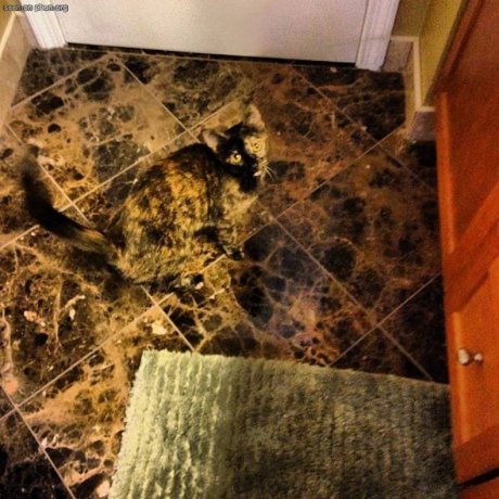 cammo cat