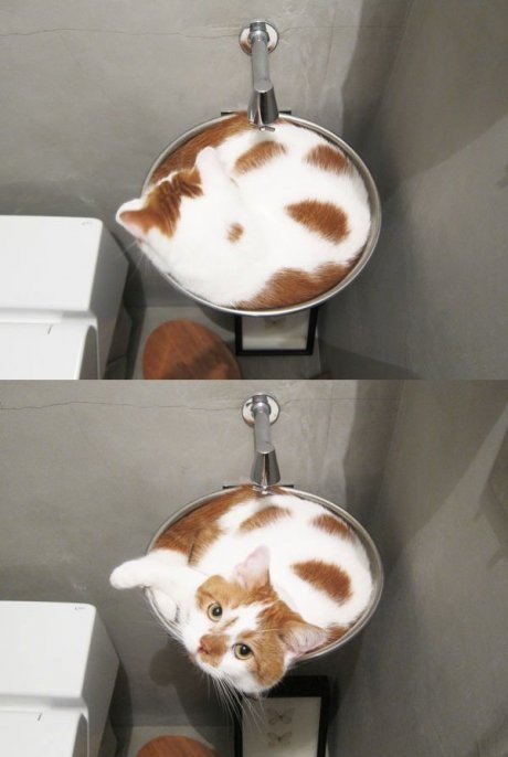 A Catpuccino