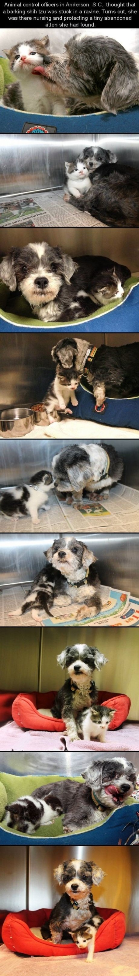 aaaww