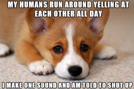 Poor Doge