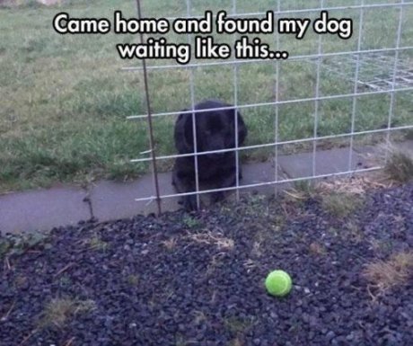 go fetch