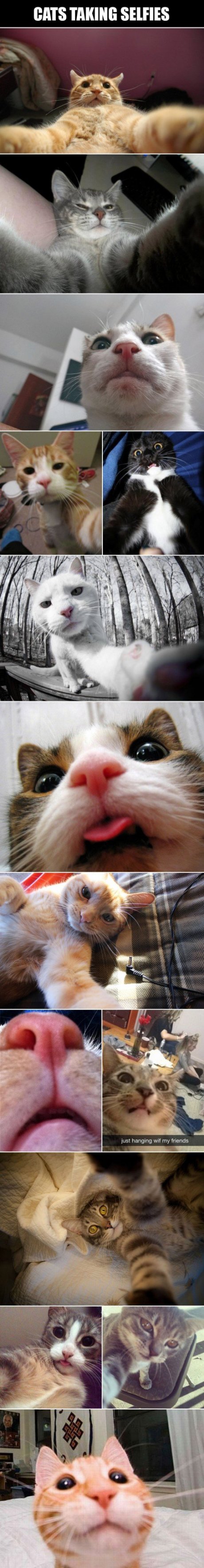 cats on camera