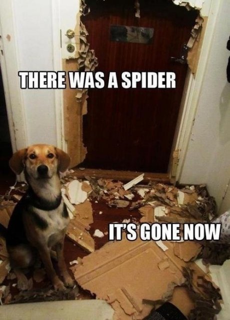 Spider
