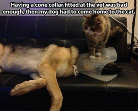 Poor dog..