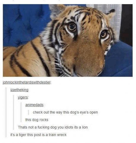 Dog