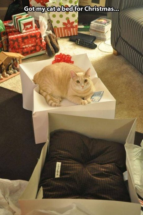 time for cat bed