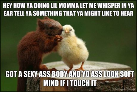 Ying Yang Twins Squirrel Picks Up Chicks