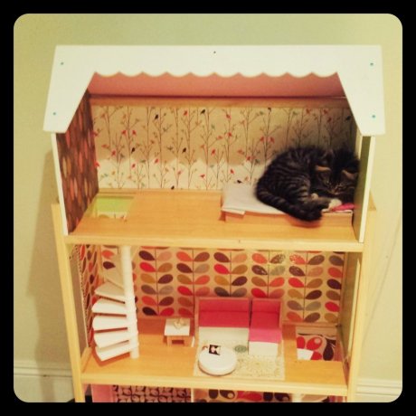 The kittens house.