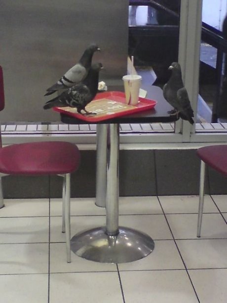 Pidgeon job interview