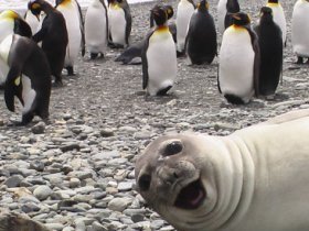 when seals photobomb