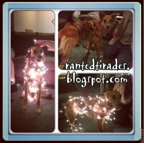 Camel's A Christmas Tree