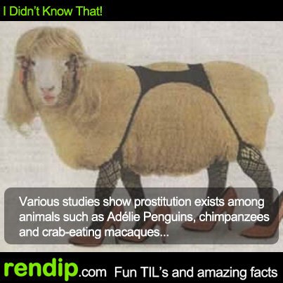 Poor animals...