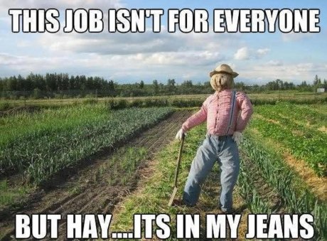 scarecrows